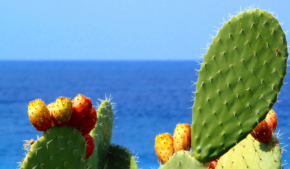 Il ficodindia, Cuore del Mediterraneo